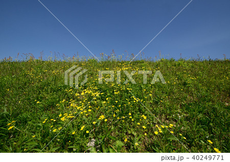 里に咲く花（ウマノアシガタ） 40249771