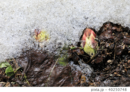 残雪とフキノトウの発生 福島県只見町 残雪とフキノトウの発生 福島県只見町 40250748