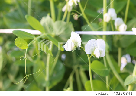 さやえんどうの花 さやえんどうの花 40250841