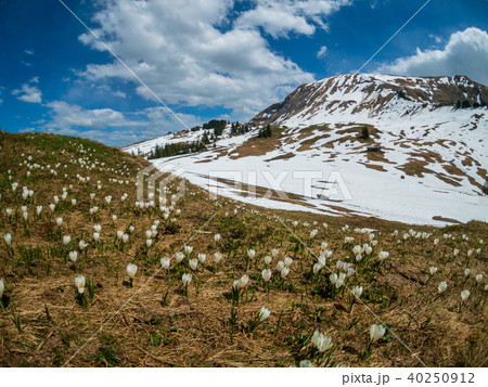 Beautiful Switzerland mountains landscape with blooming crocus flowers 40250912