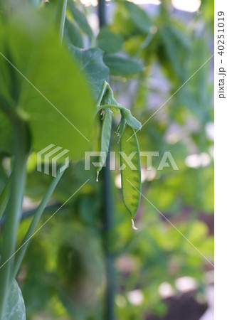 サヤエンドウ 莢豌豆 サヤエンドウ 莢豌豆 40251019