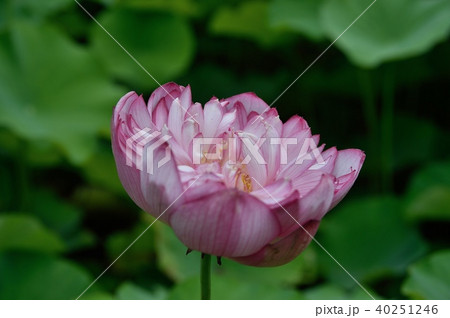 ハスの花 ハスの花 40251246