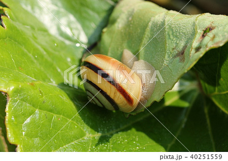 カタツムリ 40251559
