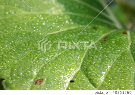 フキの葉 40251560