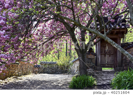花 風景 仙岩寺 40251604