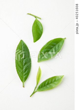 　お茶の葉 40251608