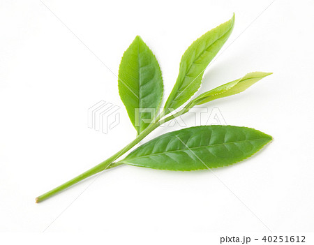 　お茶の葉 40251612