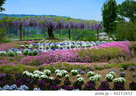 茨城県フラワーパーク カラフルな花畑と藤棚の写真素材