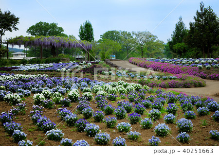 茨城県フラワーパーク　カラフルな花畑と藤棚 40251663