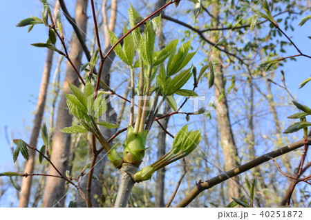 春の山菜「コシアブラ」 40251872