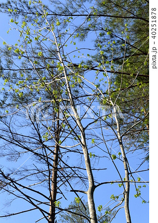 春の山菜「コシアブラ」 40251878