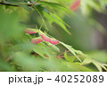 紅葉の種子 40252089