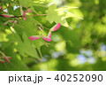 紅葉の種子 40252090