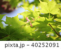 紅葉の種子 40252091