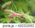 紅葉の種子 40252092