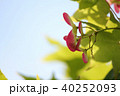紅葉の種子 40252093