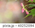 紅葉の種子 40252094