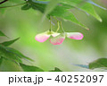 紅葉の種子 40252097