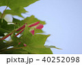 紅葉の種子 40252098
