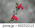 チェリーセージ 40252213