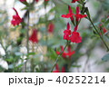 チェリーセージ 40252214