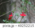 チェリーセージ 40252215