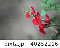 チェリーセージ 40252216