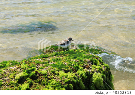 ハマシギ 40252313