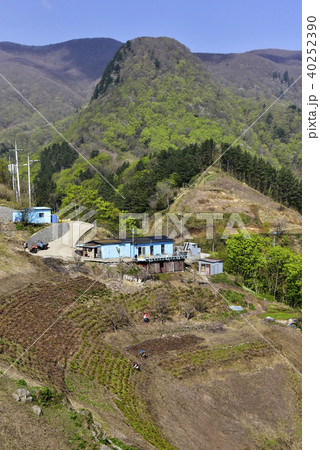 鬱陵郡 慶北 韓国 40252390