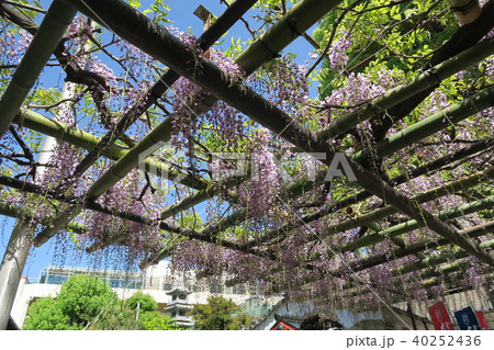 浦江聖天了徳院の野田ふじ 40252436