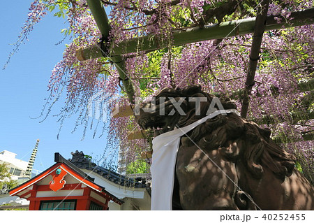 浦江聖天了徳院の野田ふじ 40252455