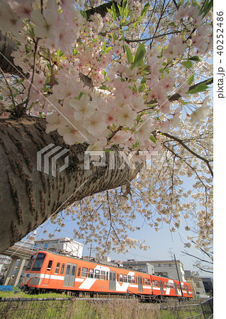 流鉄さくらの写真素材