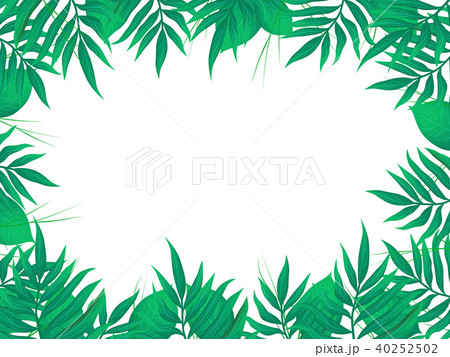 椰子の木 40252502