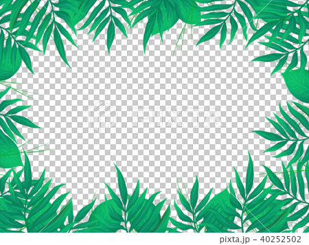 椰子の木 40252502