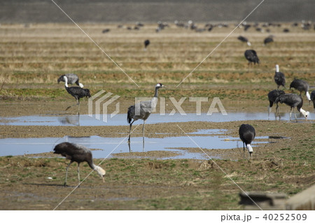 クロヅル 40252509