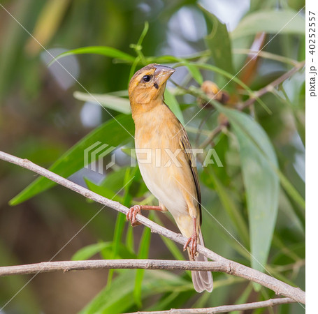 Weaver Bird is a bird eating small grains. Weaver Bird is a bird eating small grains. 40252557
