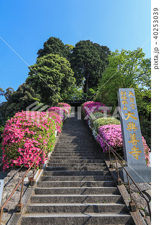 つつじ寺・大興善寺 つつじ寺・大興善寺 40253039