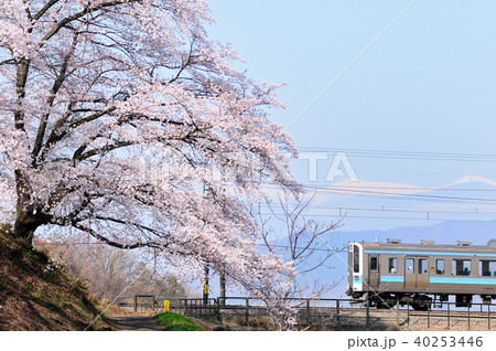 勝沼甚六桜と南アルプスをバックに走る中央線211系電車の写真素材