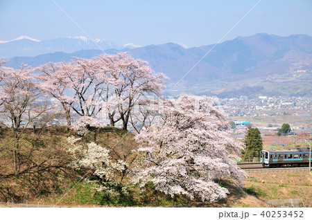 勝沼甚六桜と南アルプスをバックに走る中央線211系電車 勝沼甚六桜と南アルプスをバックに走る中央線211系電車 40253452