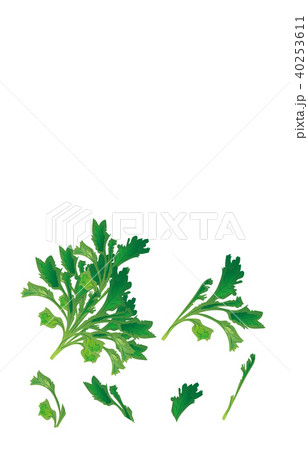 カット野菜しゅんぎく 40253611