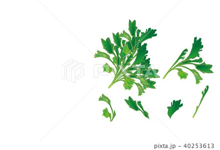 カット野菜しゅんぎく 40253613