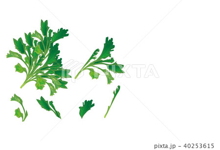 カット野菜しゅんぎく 40253615