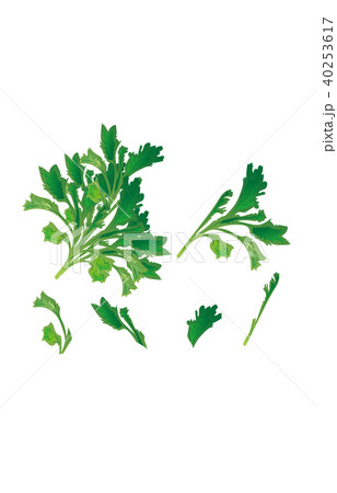 カット野菜しゅんぎく 40253617