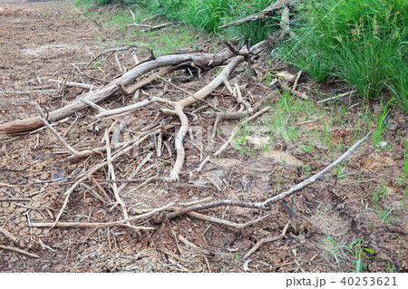 land with dead trees and cracked earth  40253621