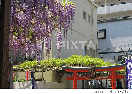 春日神社の野田ふじ 40253717