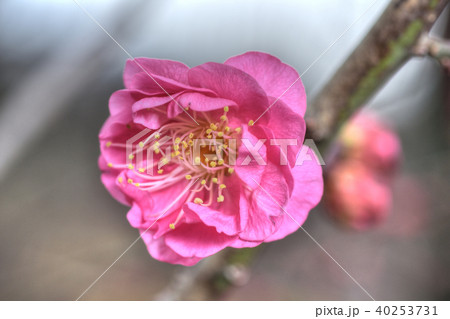 梅林の寒紅 梅林の寒紅 40253731