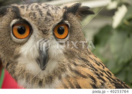 大きい目をしたミミズクの写真素材