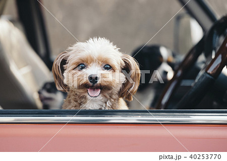 笑顔で車の中からこちらを見ている犬 40253770