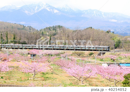 桃の花咲く新府桃源郷を走る中央線211系普通電車の写真素材 40254052 Pixta