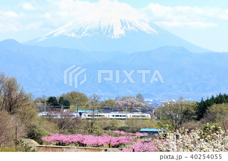 富士山をバックに桃畑が見える築堤を走る中央線E353系特急スーパーあずさ号 富士山をバックに桃畑が見える築堤を走る中央線E353系特急スーパーあずさ号 40254055
